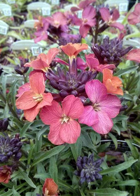 Erysimum 'Wenlock Beauty'