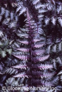 Athyrium niponicum 'Ursula's Red'                 