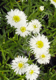 Leucanthemum x superbum 'Aglaia'