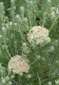 Ozothamnus rosmarinifolius 'Silver Jubilee'