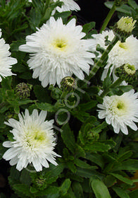 Leucanthemum x superbum 'Esther Read'