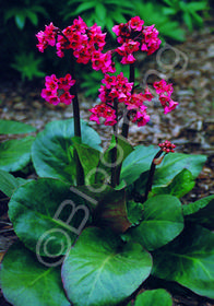 Bergenia cordifolia 'Winterglut'