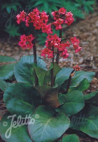 Bergenia cordifolia Winter Glow' (Winterglut)