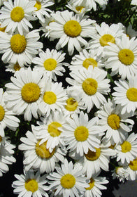 Leucanthemum x superbum 'Snowcap'