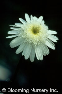 Leucanthemum x superbum 'Thomas Killen'           