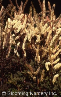 Cimicifuga ramosa 'Atropurpurea'