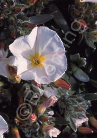 Convolvulus cneorum