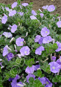 Convolvulus mauritanicus