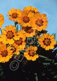 Coreopsis grandiflora 'Baby Sun'