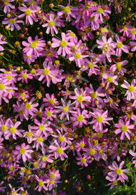 Coreopsis rosea 