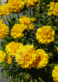 Coreopsis grandiflora 'Sunray'