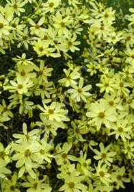 Coreopsis verticillata 'Moonbeam'