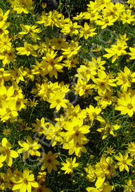 Coreopsis verticillata 'Zagreb'