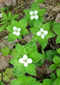 Cornus canadensis                                 