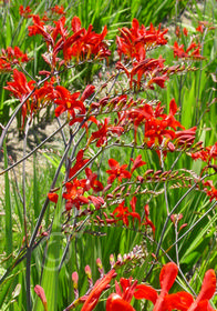 Crocosmia  'Lucifer'