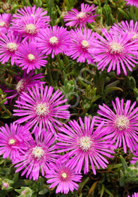 Delosperma cooperi 