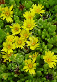 Delosperma nubigenum