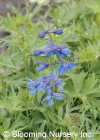 Delphinium x belladonna 'Bellamosum'