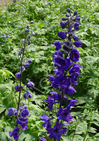 Delphinium x Pacific Giant Black Knight'