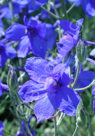 Delphinium grandiflorum 'Blue Butterfly'