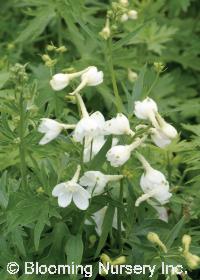 Delphinium x belladonna 'Casa Blanca'