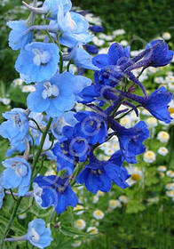 Delphinium x belladonna 'Connecticut Yankee'