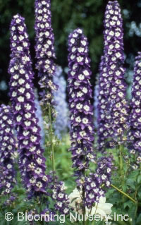 Delphinium 'Pacific Giants King Arthur'           