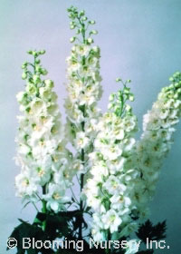 Delphinium Magic Fountains 'Pure White'           