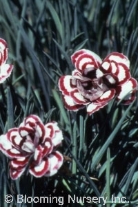 Dianthus plumarius 'Dad's Favorite'               