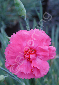 Dianthus plumarius 'Essex Witch'