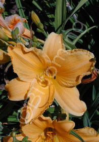 Hemerocallis 'Ground Master'