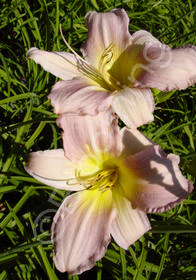 Hemerocallis 'Catherine Woodbury'