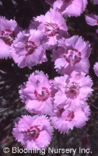 Dianthus gratianopolitanus 'Little Jock'