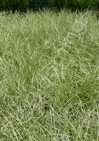 Carex comans 'Frosted Curls'