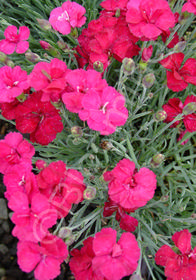 Dianthus x allwoodii 'Frosty Fire'