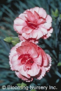 Dianthus plumarius 'Danielle'                     