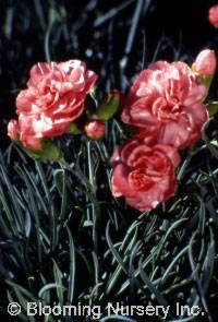 Dianthus plumarius 'Helen'                        