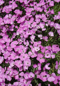 Dianthus gratianopolitanus 'Bourbon'