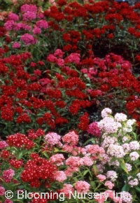 Dianthus b. 'Double Midget'             