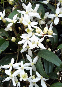 Clematis armandii                      