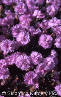 Dianthus plumarius 'Pike's Pink'