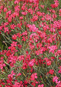 Dianthus deltoides 'Flashing Light'