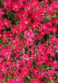 Dianthus deltoides 'Brilliancy'