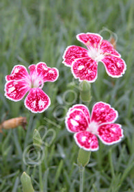 Dianthus gratianopolitanus 'Spotty'