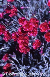 Dianthus gratianopolitanus 'Crimson Treasure'     