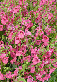 Diascia 'Ruby Field'