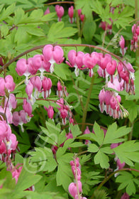 Dicentra spectabilis