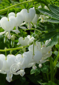 Dicentra spectabilis 'Alba'