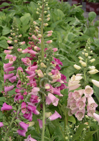 Digitalis purpurea 'Foxy Hybrids'