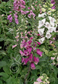 Digitalis purpurea 'Excelsior Hybrids'